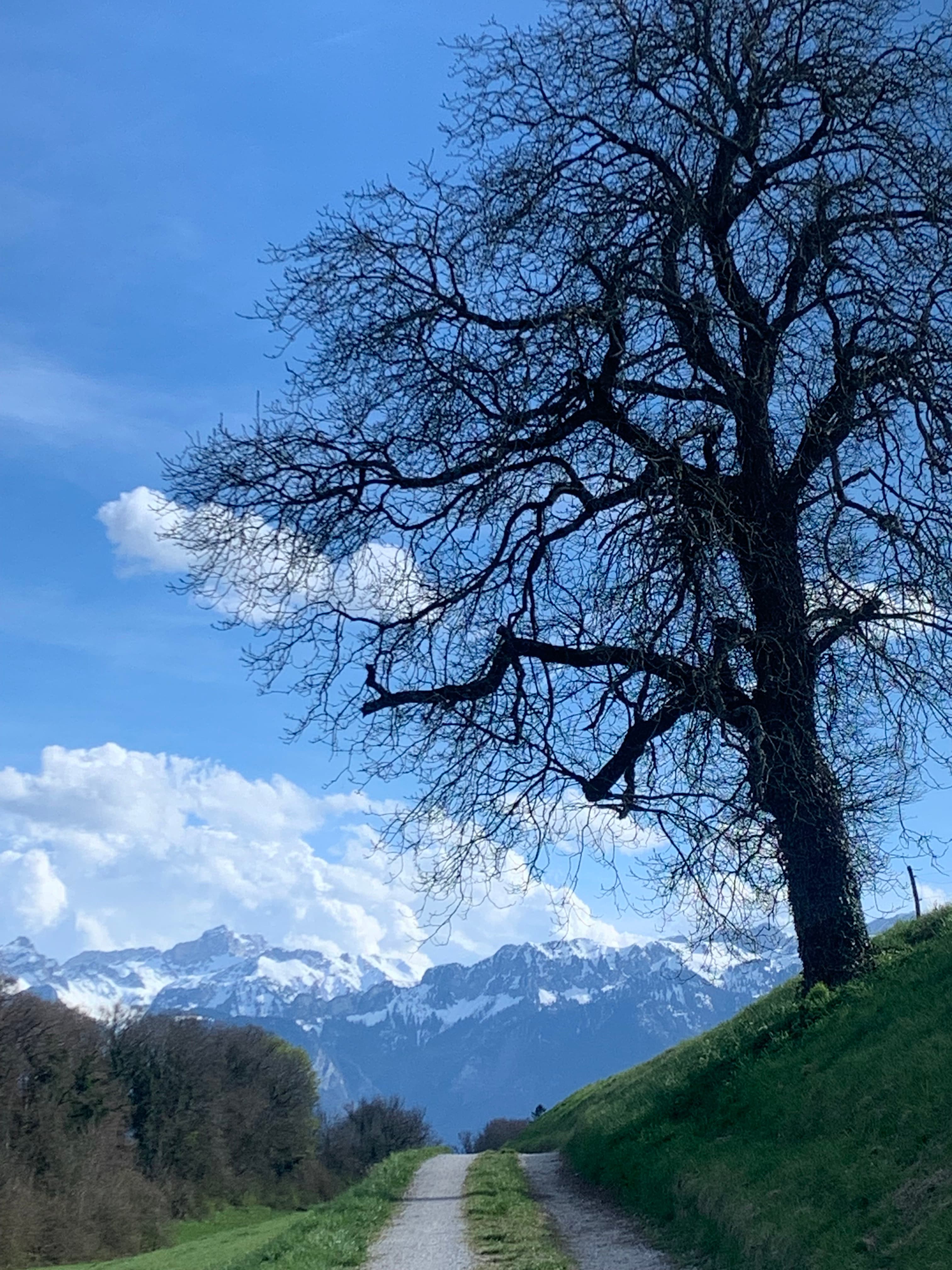 Bare tree on a grassy hill beside a path with snow-capped mountains in the background.